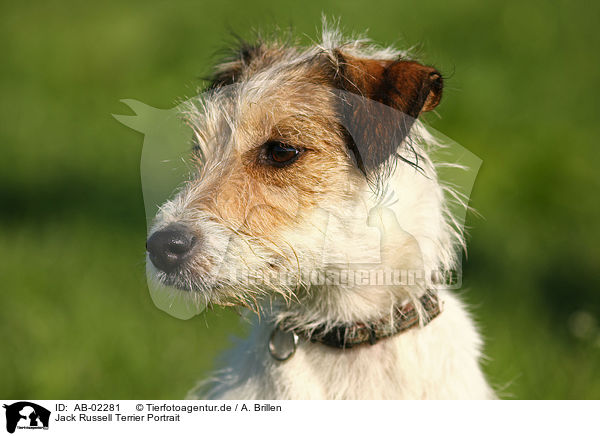 Jack Russell Terrier Portrait / Jack Russell Terrier Portrait / AB-02281