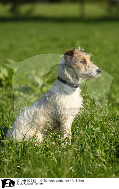 Jack Russell Terrier / Jack Russell Terrier / AB-02283