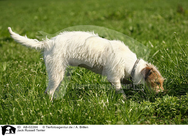 Jack Russell Terrier / Jack Russell Terrier / AB-02284