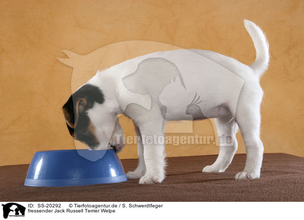 Parson Russell Terrier Welpe / Parson Russell Terrier Puppy / SS-20292