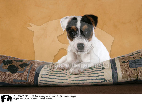 Parson Russell Terrier Welpe / Parson Russell Terrier Puppy / SS-20293