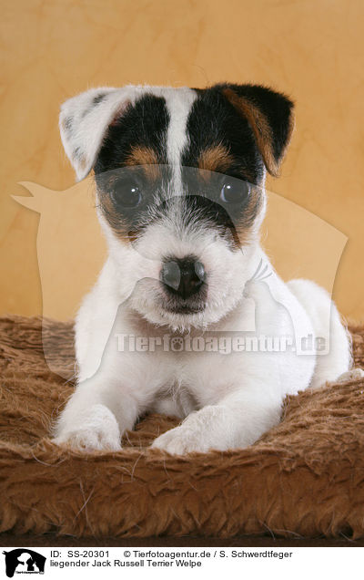 Parson Russell Terrier Welpe / Parson Russell Terrier Puppy / SS-20301