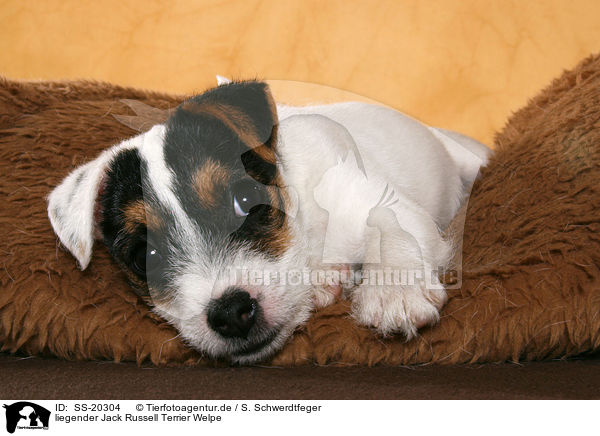 Parson Russell Terrier Welpe / Parson Russell Terrier Puppy / SS-20304