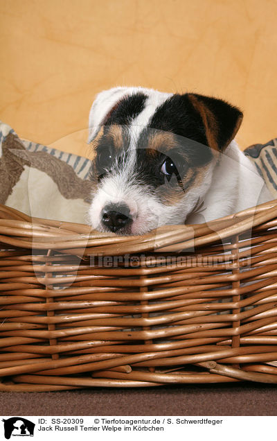 Parson Russell Terrier Welpe / Parson Russell Terrier Puppy / SS-20309