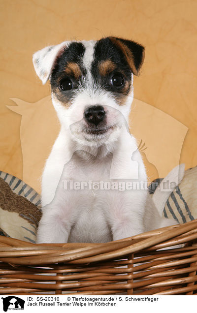 Parson Russell Terrier Welpe / Parson Russell Terrier Puppy / SS-20310