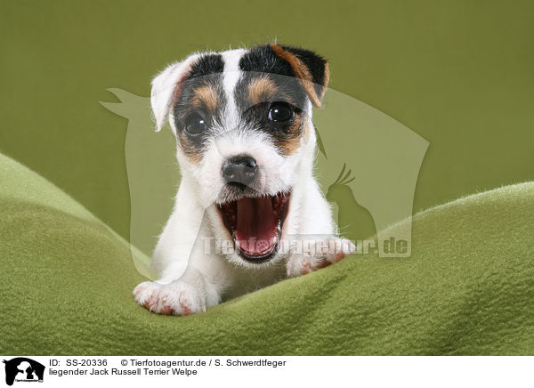 liegender Jack Russell Terrier Welpe / SS-20336