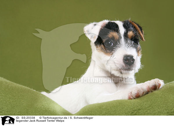 Parson Russell Terrier Welpe / Parson Russell Terrier Puppy / SS-20338