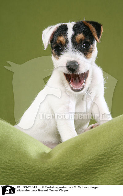 sitzender Jack Russell Terrier Welpe / SS-20341