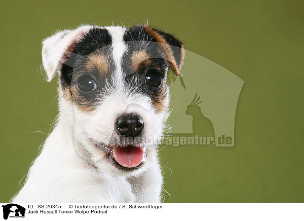 Parson Russell Terrier Welpe / Parson Russell Terrier Puppy / SS-20345