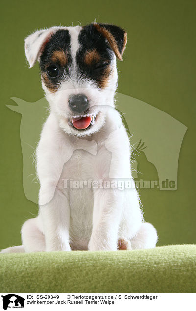 zwinkernder Jack Russell Terrier Welpe / SS-20349