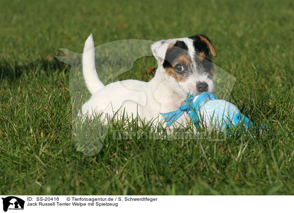 Parson Russell Terrier Welpe / Parson Russell Terrier Puppy / SS-20416