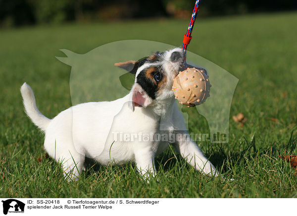 Parson Russell Terrier Welpe / Parson Russell Terrier Puppy / SS-20418