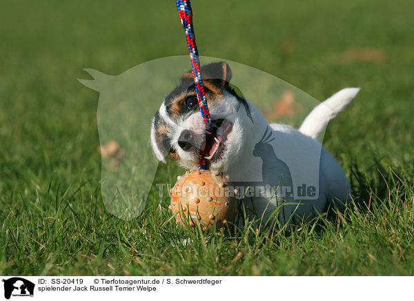 Parson Russell Terrier Welpe / Parson Russell Terrier Puppy / SS-20419