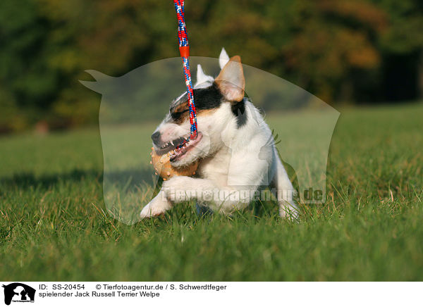 Parson Russell Terrier Welpe / Parson Russell Terrier Puppy / SS-20454