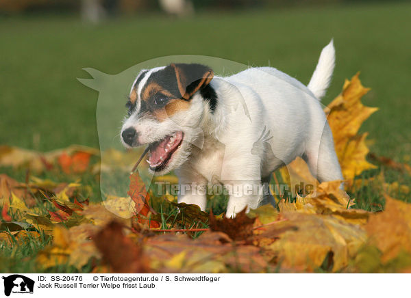 Parson Russell Terrier Welpe / Parson Russell Terrier Puppy / SS-20476