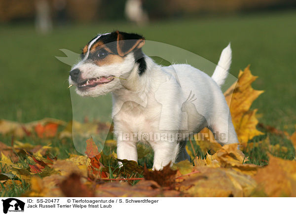 Parson Russell Terrier Welpe / Parson Russell Terrier Puppy / SS-20477