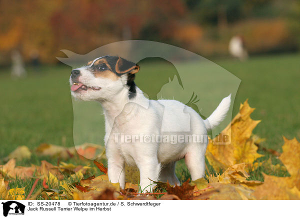 Parson Russell Terrier Welpe / Parson Russell Terrier Puppy / SS-20478