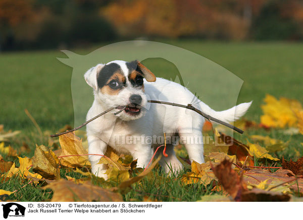 Parson Russell Terrier Welpe / Parson Russell Terrier Puppy / SS-20479