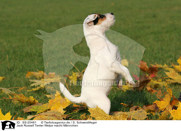 Parson Russell Terrier Welpe / Parson Russell Terrier Puppy / SS-20481
