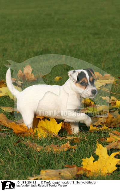 Parson Russell Terrier Welpe / Parson Russell Terrier Puppy / SS-20482