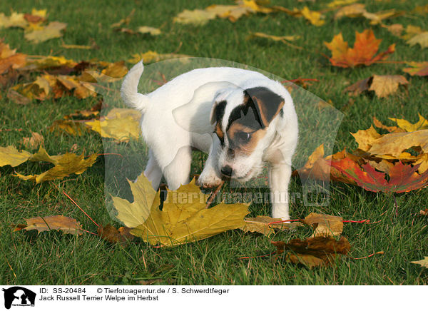 Parson Russell Terrier Welpe / Parson Russell Terrier Puppy / SS-20484