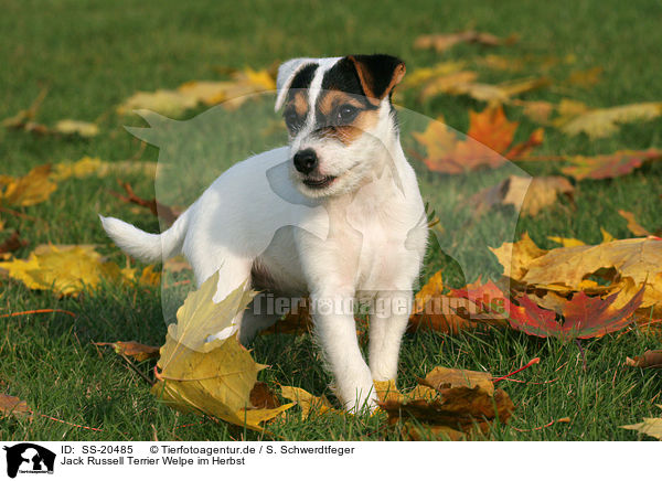 Parson Russell Terrier Welpe / Parson Russell Terrier Puppy / SS-20485