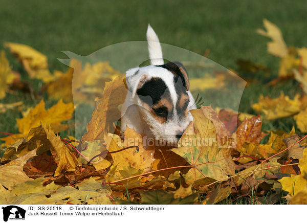 Parson Russell Terrier Welpe / Parson Russell Terrier Puppy / SS-20518