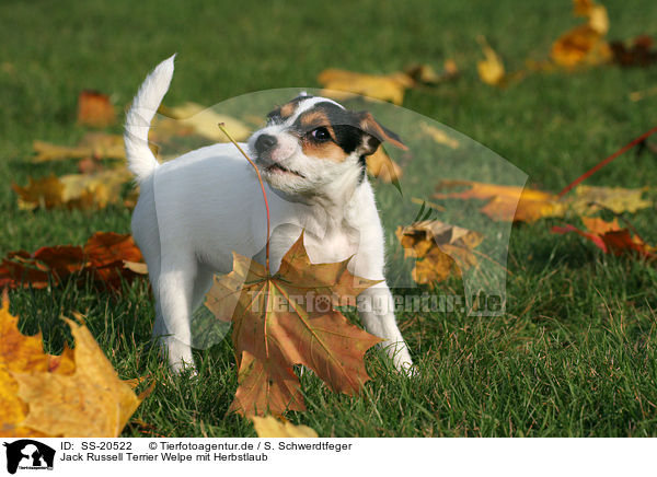 Parson Russell Terrier Welpe / Parson Russell Terrier Puppy / SS-20522