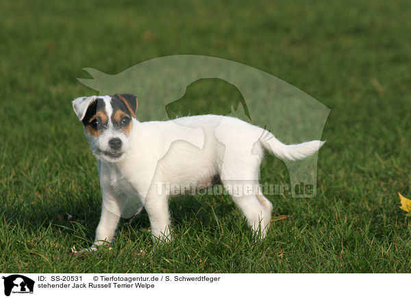 Parson Russell Terrier Welpe / Parson Russell Terrier Puppy / SS-20531