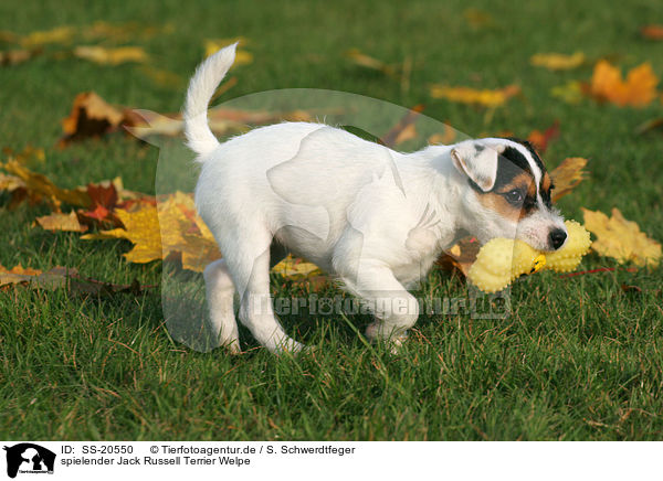 spielender Parson Russell Terrier Welpe / playing Parson Russell Terrier Puppy / SS-20550