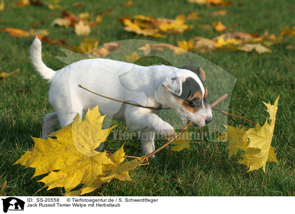 Parson Russell Terrier Welpe / Parson Russell Terrier Puppy / SS-20558