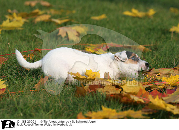 Parson Russell Terrier Welpe / Parson Russell Terrier Puppy / SS-20561