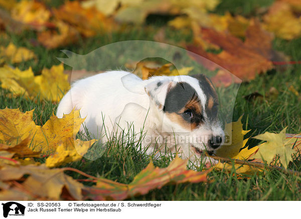 Parson Russell Terrier Welpe / Parson Russell Terrier Puppy / SS-20563