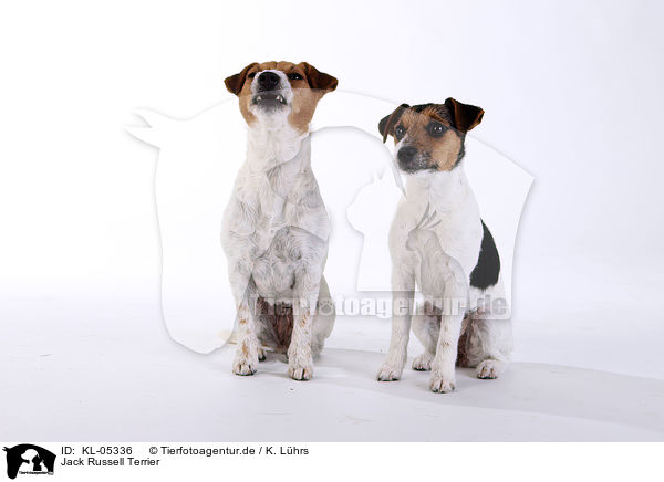 Jack Russell Terrier / Jack Russell Terrier / KL-05336