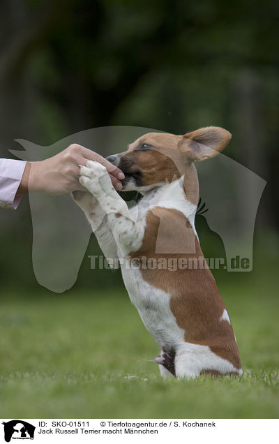 Jack Russell Terrier macht Mnnchen / Jack Russell Terrier shows trick / SKO-01511