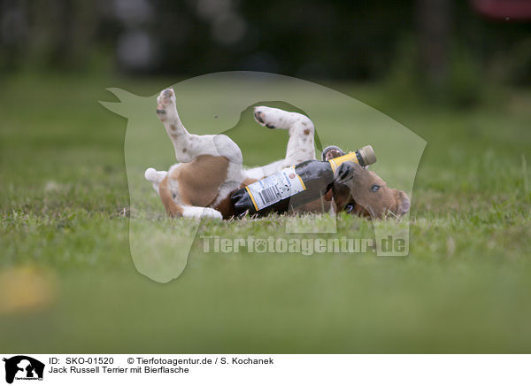 Jack Russell Terrier mit Bierflasche / Jack Russell Terrier with bear / SKO-01520
