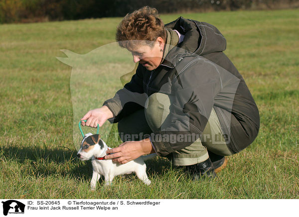 Frau leint Jack Russell Terrier Welpe an / SS-20645