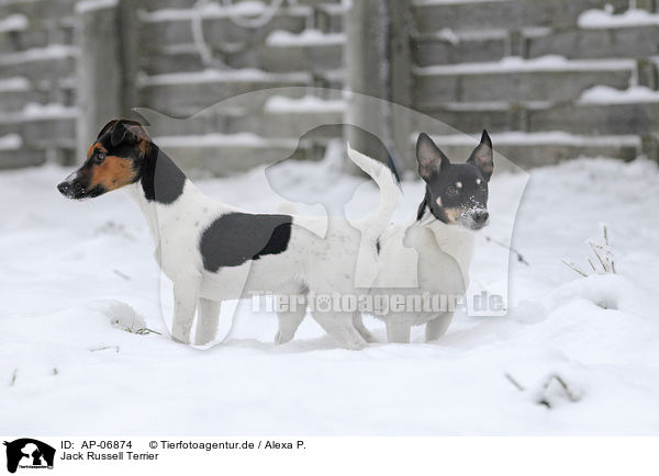 Jack Russell Terrier / Jack Russell Terrier / AP-06874