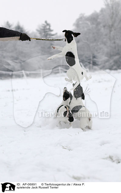 spielende Jack Russell Terrier / AP-06891