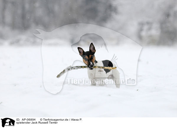 spielender Jack Russell Terrier / playing Jack Russell Terrier / AP-06894