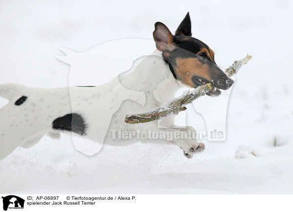 spielender Jack Russell Terrier / playing Jack Russell Terrier / AP-06897