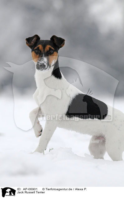 Jack Russell Terrier / Jack Russell Terrier / AP-06901