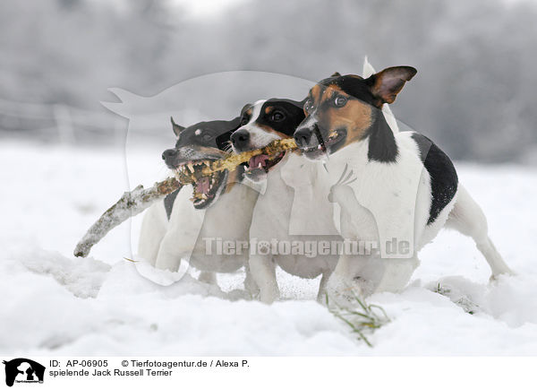 spielende Jack Russell Terrier / playing Jack Russell Terrier / AP-06905