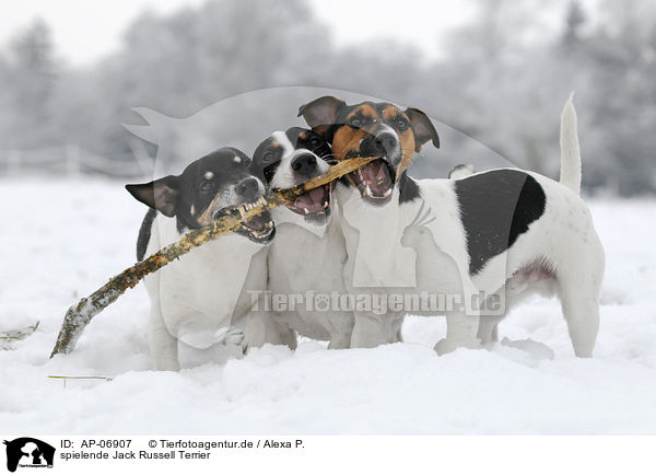 spielende Jack Russell Terrier / AP-06907
