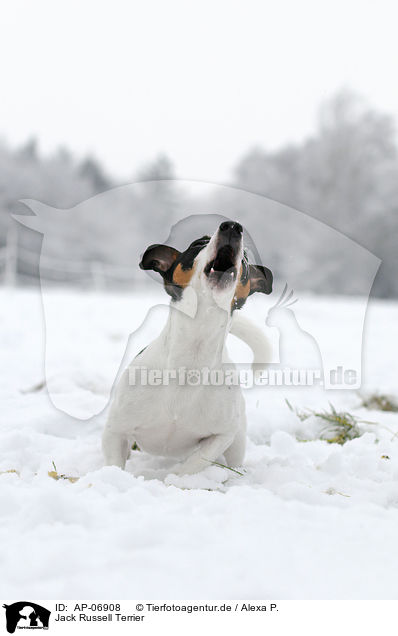 Jack Russell Terrier / Jack Russell Terrier / AP-06908