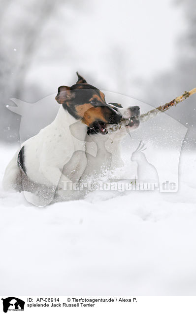 spielende Jack Russell Terrier / playing Jack Russell Terrier / AP-06914