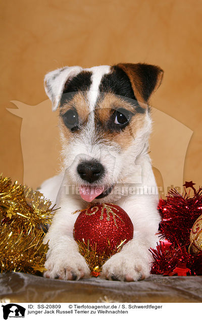 junger Jack Russell Terrier zu Weihnachten / SS-20809