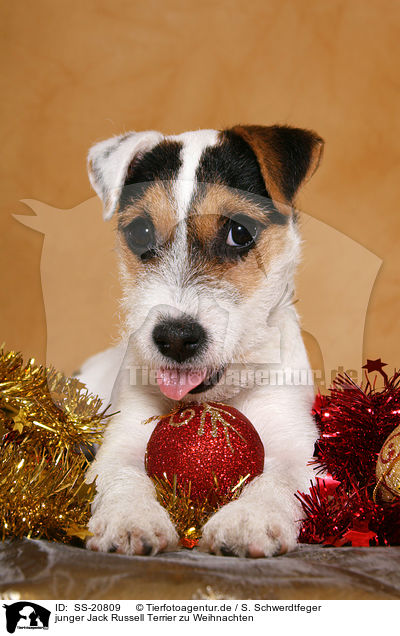 junger Jack Russell Terrier zu Weihnachten / SS-20809
