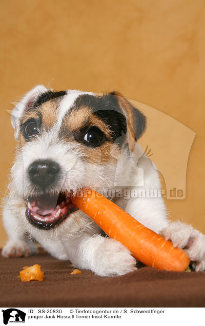 junger Parson Russell Terrier frisst Karotte / young Parson Russell Terrier eats carrot / SS-20830