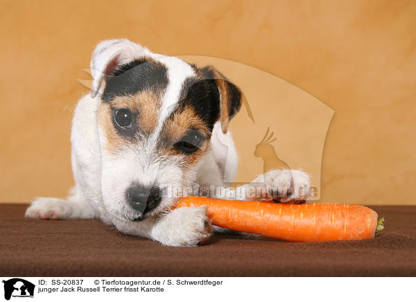 junger Jack Russell Terrier frisst Karotte / SS-20837